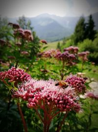 Close-up of pink flowering plants against blurred background