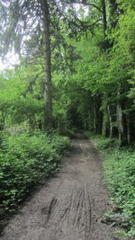 Trees in forest