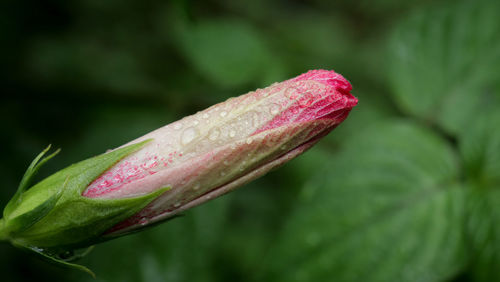 Close-up of wet pink flower