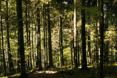 Trees in forest