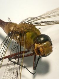 Close-up of insect