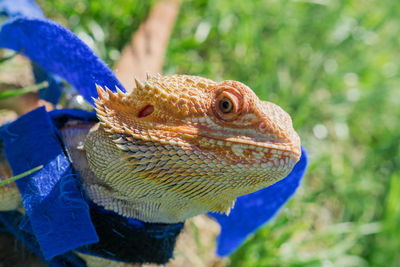 Closeup of a bearded dragon 