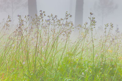 Close-up of flowering plants on field