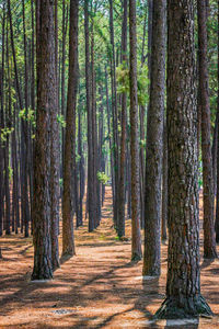 View of pine trees in forest