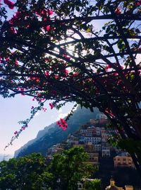 Low angle view of pink flowers