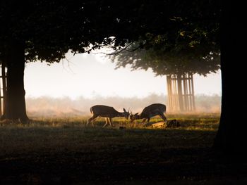 Cows grazing on field