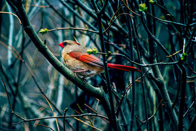 Bird perching on branch