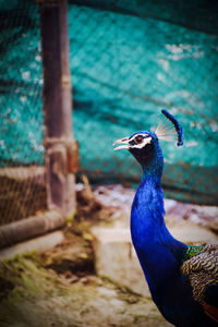 Close-up of peacock