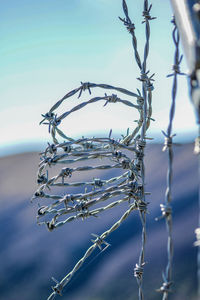 Close-up of frozen plants against sky