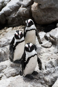 High angle view of penguins on rock