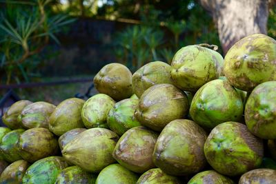 Green coconut water selling in the streets, selling coconut water on roadside