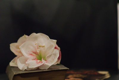 Close-up of pink rose against black background