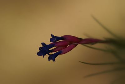 Close-up of flowers