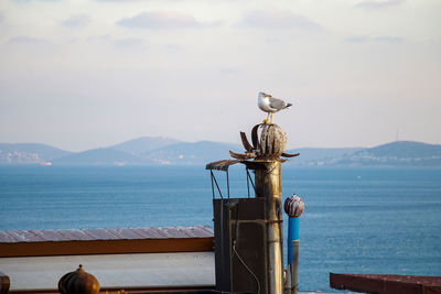 Seagull perching on a boat