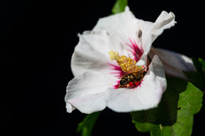 Close-up of white flower against black background