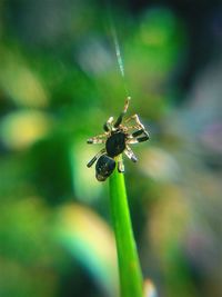 Close-up of insect