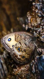 Close-up of turtle