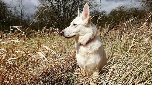 Dog on grassy field