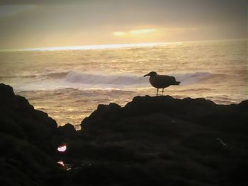 Scenic view of sea at sunset