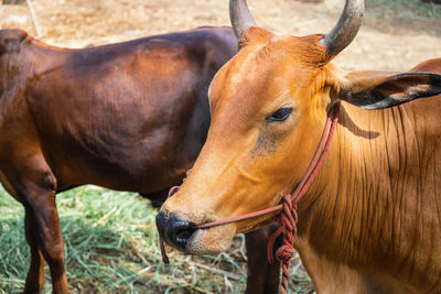 Close-up of a horse on field