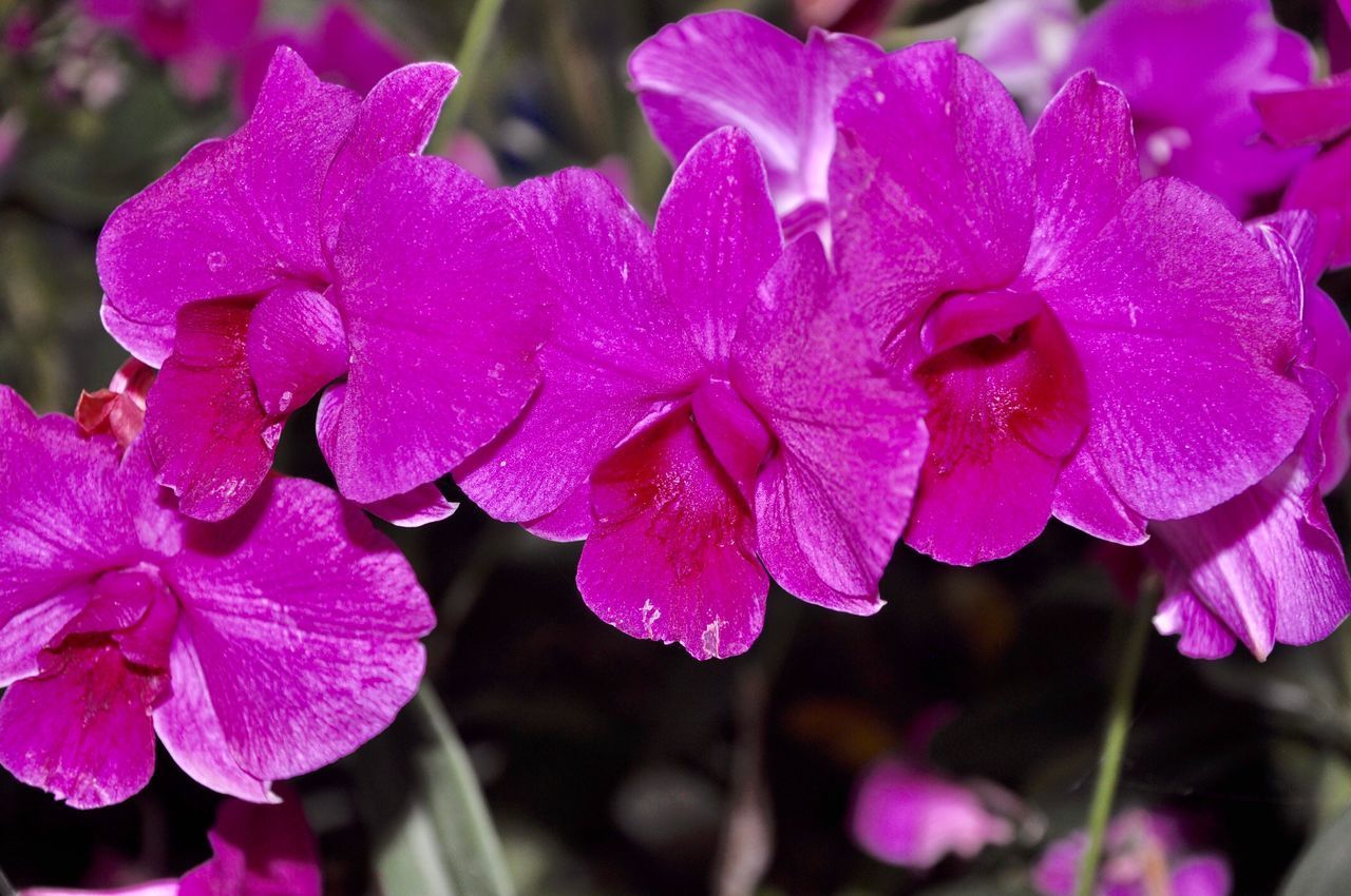 CLOSE-UP OF FRESH PINK WATER DROPS ON PURPLE FLOWER