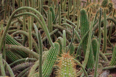 High angle view of succulent plant on field