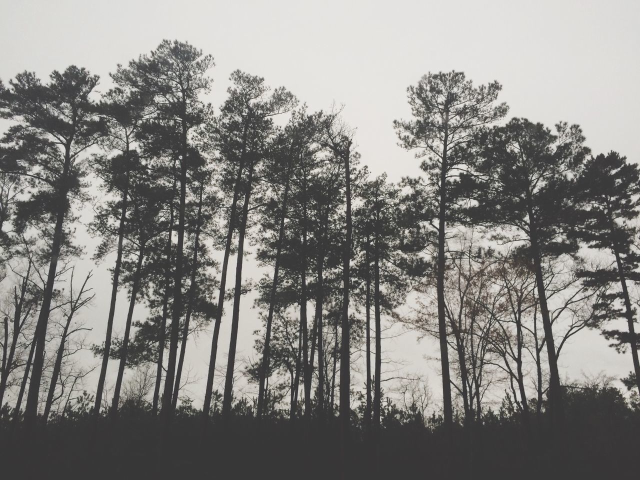 tree, tranquility, silhouette, tranquil scene, growth, beauty in nature, scenics, nature, clear sky, sky, low angle view, idyllic, outdoors, landscape, no people, non-urban scene, forest, copy space, branch, sunset
