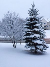 Snow covered trees in winter