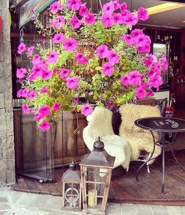 flower, potted plant, built structure, chair, table, house, architecture, plant, building exterior, freshness, vase, flower pot, fragility, pink color, no people, purple, growth, day, nature, front or back yard