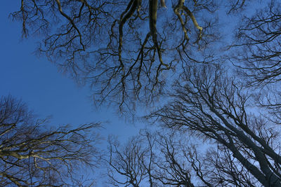 Low angle view of bare trees against clear blue sky