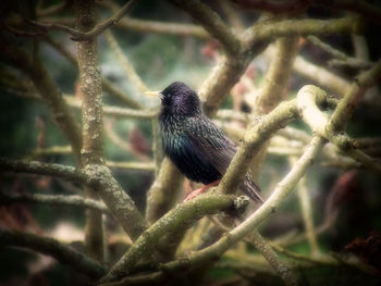 Close up of a bird