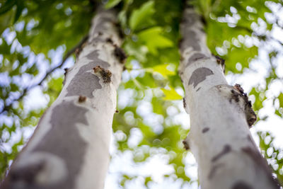 Low angle view of tree against sky