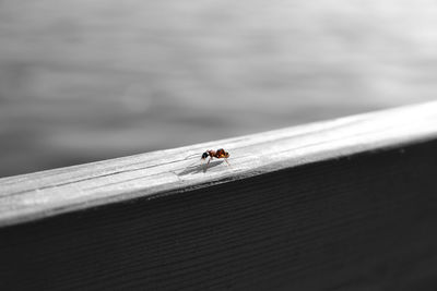 Close-up of fly on wood