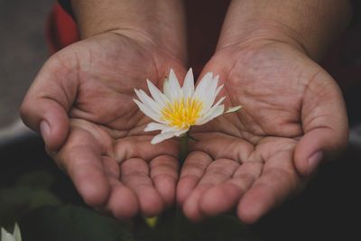 Close-up of hand holding flower