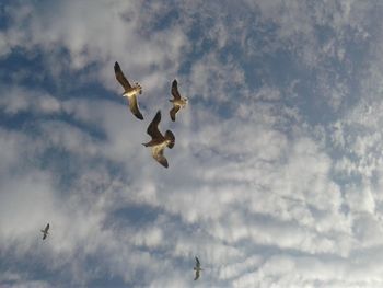 Low angle view of seagulls flying against sky