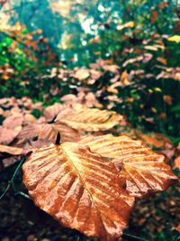 Close-up of autumn leaves