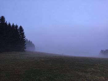 Trees in foggy weather
