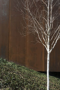 Bare tree on field at night