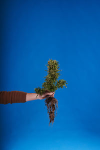 Low angle view of tree against clear blue sky