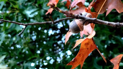 Low angle view of fruits on tree