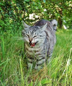 Portrait of cat on grass