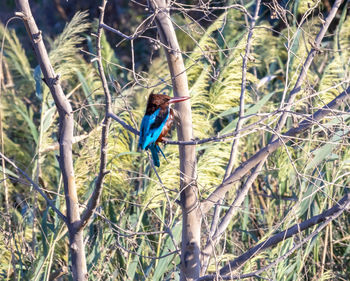 View of bird perching on a tree