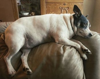 Dog sleeping on sofa