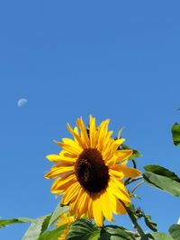 Low angle view of sunflower against blue sky