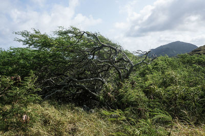 Plants growing on land against sky