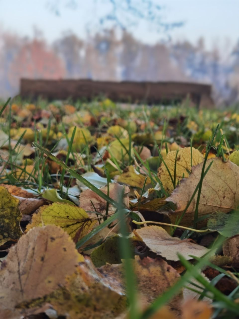 CLOSE-UP OF LEAVES ON LAND