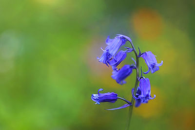 Close-up of purple flowering plant