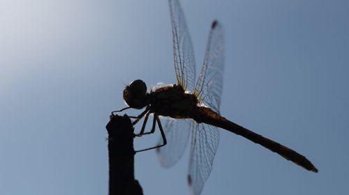 Close-up of damselfly on blue