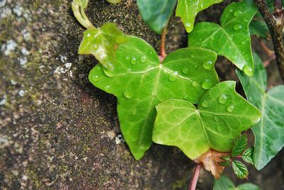 High angle view of leaves on plant