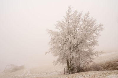 Tree on snow covered field against sky